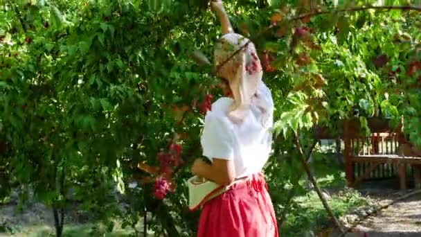 Een mooi jong meisje plukte dogwood in een schort — Stockvideo