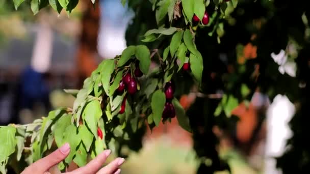 Belle mani di una giovane ragazza raccolgono bacche di corniolo da un albero — Video Stock