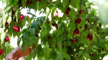 Genç ve güzel bir kız gülen köpek ağaçlarını topladı.