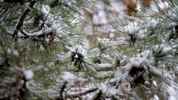 Zimą. drzewo iglaste pod śniegiem. piękna sosna śnieżna — Wideo stockowe