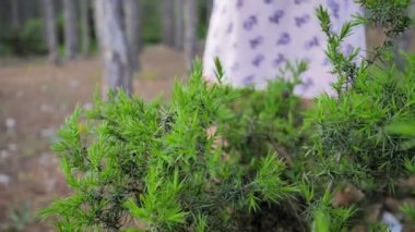 Ardıç çalıları. Genç bir kız geçiyor ve elleriyle bir ardıç ağacının dallarına dokunuyor.