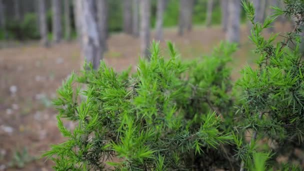 En ung flicka passerar förbi och vidrör grenarna av en enbär träd med handen — Stockvideo