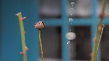 Spring has come, meltwater is running down from the roof. dried rosebud