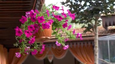 Beautiful flowers in hanging pot on the patio. Petunia