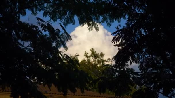 Ağaçların arasından gökyüzünün görüntüsü. Bulutlu mavi gökyüzü — Stok video