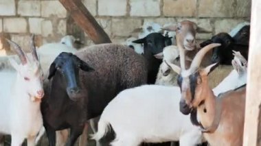 Sheep of different colors in the paddock before the sacrifice. Kurban Bayram