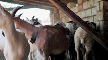 Sheep of different colors in the paddock before the sacrifice. Kurban Bayram