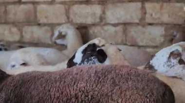 Sheep of different colors in the paddock before the sacrifice. Kurban Bayram