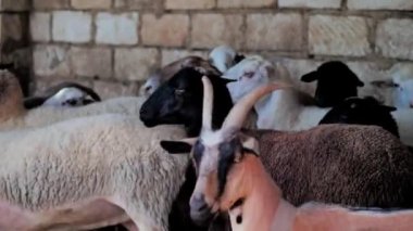 Sheep of different colors in the paddock before the sacrifice. Kurban Bayram