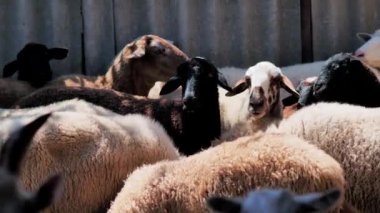 Sheep of different colors in the paddock before the sacrifice. Kurban Bayram
