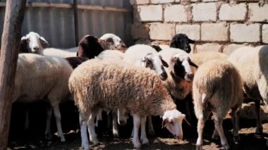 Sheep of different colors in the paddock before the sacrifice. Kurban Bayram
