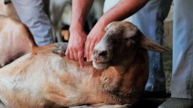 A man holds a lamb, inspect him for the sacrifice. Kurban Bayram