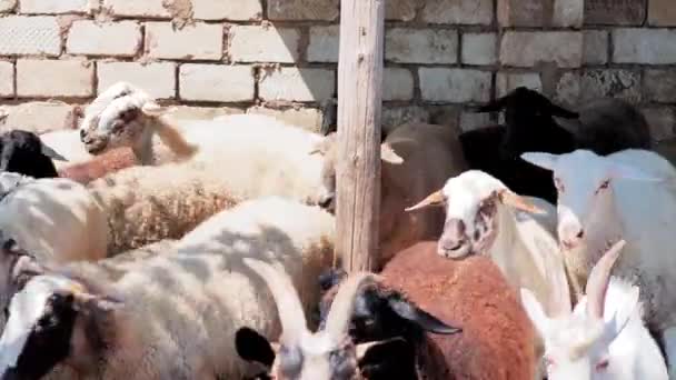 Sheep of different colors in the paddock before the sacrifice. Kurban Bayram — Stockvideo