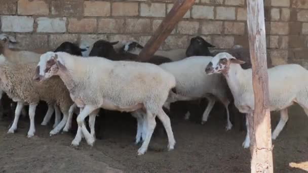 Pecore di diversi colori nel recinto prima del sacrificio. Kurban Bayram — Video Stock