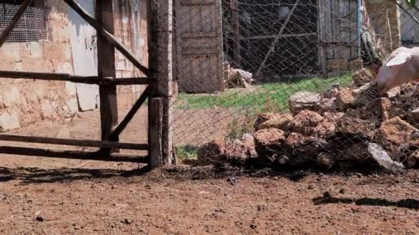 Domba dengan warna yang berbeda di paddock sebelum pengorbanan. Kurban Bayram — Stok Video