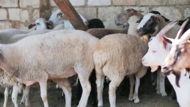 Sheep of different colors in the paddock before the sacrifice. Kurban Bayram — стокове відео