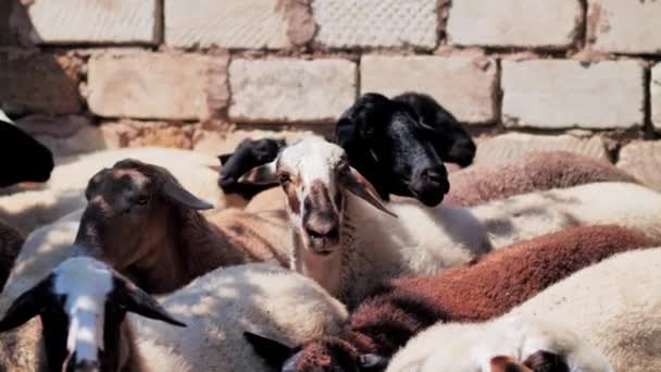 Sheep of different colors in the paddock before the sacrifice. Kurban Bayram — 비디오