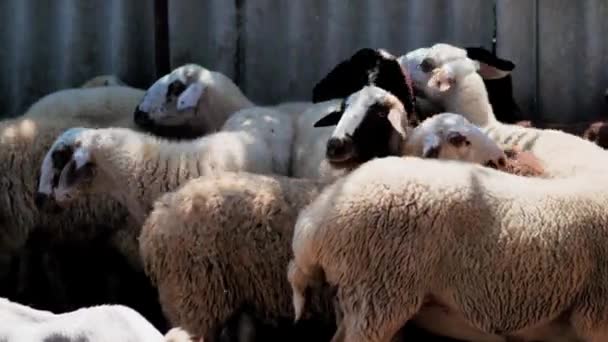 Sheep of different colors in the paddock before the sacrifice. Kurban Bayram — 비디오