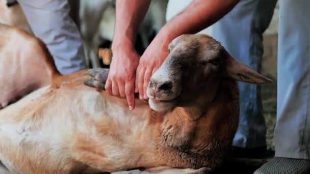 A man holds a lamb, inspect him for the sacrifice. Kurban Bayram — Stock video