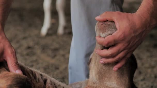 Un homme tient un agneau, l'inspecte pour le sacrifice. Kurban Bayram — Video