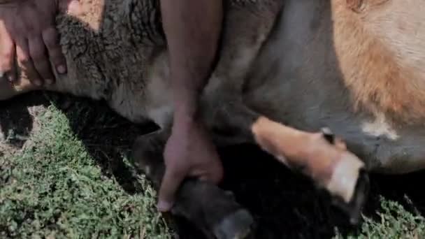 Un homme tient un agneau, l'inspecte pour le sacrifice. Kurban Bayram — Video