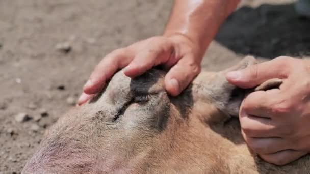 Un uomo tiene un agnello, lo ispeziona per il sacrificio. Kurban Bayram — Video Stock