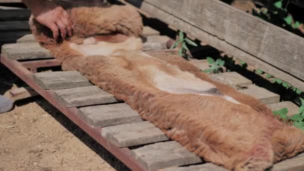 The man neatly folds the fur of sacrificial lamb. Kurban Bayram — Stock Video