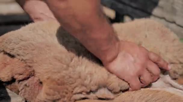 The man neatly folds the fur of sacrificial lamb. Kurban Bayram — Stock Video