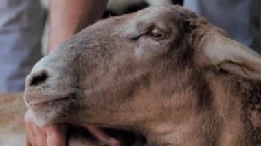A man holds a lamb, inspect him for the sacrifice. Kurban Bayram