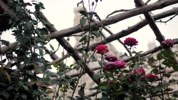 Belos arbustos floridos rosa no pátio oriental . — Vídeo de Stock