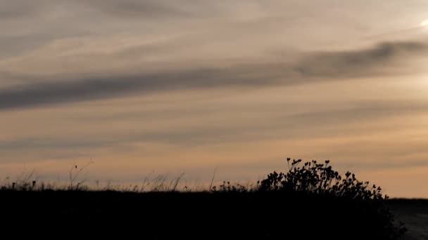 Een prairie. bij zonsondergang. een lichte bries verplaatst de struiken — Stockvideo