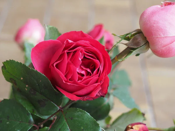 Rose Rouge Arbuste Vivace Genre Rosa Fleur Concentrer Sur Fleur — Photo