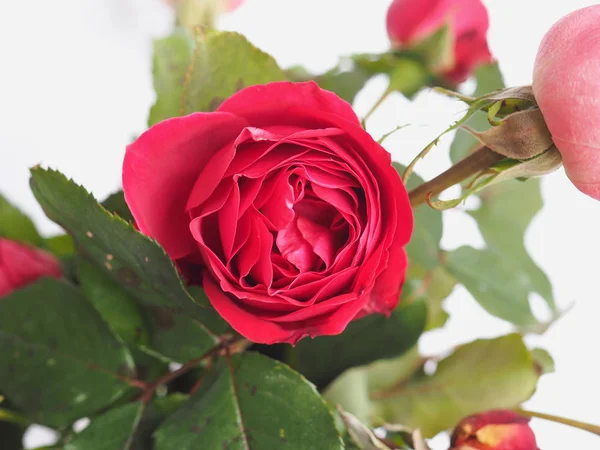 Rose Rouge Arbuste Vivace Genre Rosa Fleur Concentrer Sur Fleur — Photo