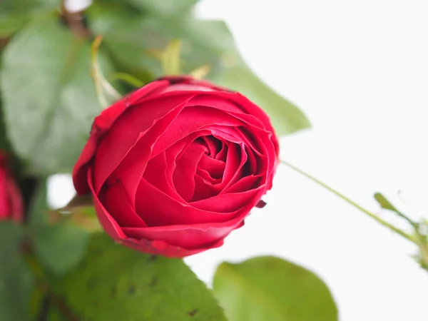 Red Rose perennial shrub (genus Rosa) flower - focus on flower with blurred background - high key