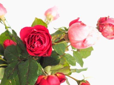 Kırmızı gül çok yıllık çalı (cins Rosa) çiçek - çiçek ile arka plan bulanık odaklanmak - yüksek anahtar