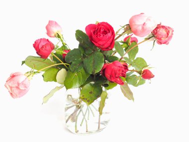 Kırmızı gül çok yıllık çalı (cins Rosa) çiçek - çiçek ile arka plan bulanık odaklanmak - yüksek anahtar