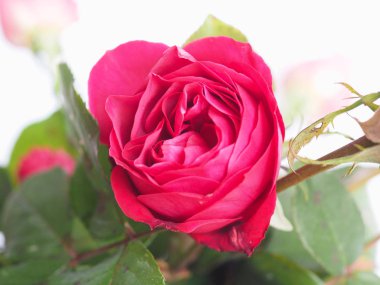 Kırmızı gül çok yıllık çalı (cins Rosa) çiçek - çiçek ile arka plan bulanık odaklanmak - yüksek anahtar