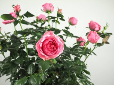 Pembe Gül çok yıllık çalı (cins Rosa) çiçek