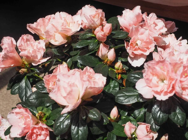 Pembe açelya (aka ormangülü bitki) çiçekler