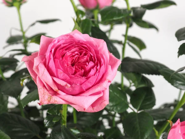 Pembe Gül çok yıllık çalı (cins Rosa) çiçek