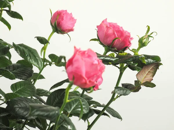 Pembe Gül çok yıllık çalı (cins Rosa) çiçek