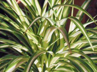 Yeşil ve beyaz Chlorophytum comosum aka örümcek bitki, uçak fabrikası, St Bernard lily, örümcek sarmaşık veya şerit bitki çiçek