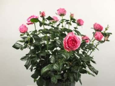 Pembe Gül çok yıllık çalı (cins Rosa) çiçek
