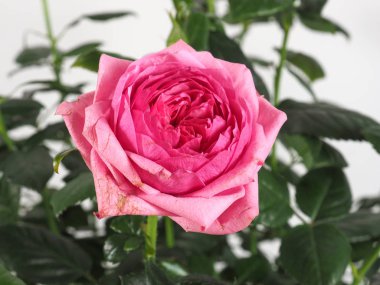 Pembe Gül çok yıllık çalı (cins Rosa) çiçek