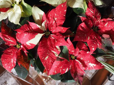 Kırmızı Noel yıldız (Atatürk çiçeği Euphorbia pulcherrima) çiçek