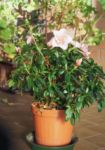 Розовая Азалия Рододендрон Цветок Теплице — стоковое фото