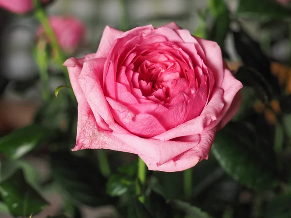 Pembe Gül çok yıllık çalı (cins Rosa) çiçek