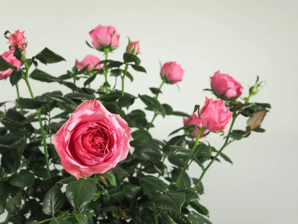 Pembe Gül Çok Yıllık Çalı Cins Rosa Çiçek — Stok fotoğraf