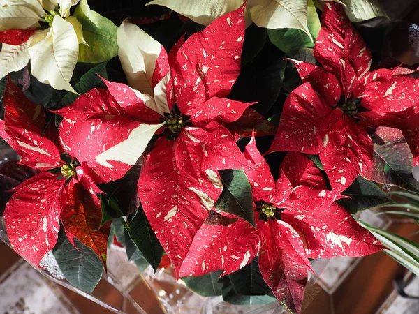 Kırmızı Noel yıldız (Atatürk çiçeği Euphorbia pulcherrima) çiçek