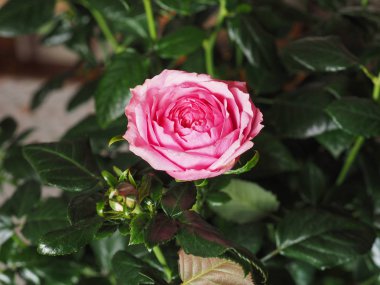Pembe Gül çok yıllık çalı (cins Rosa) çiçek